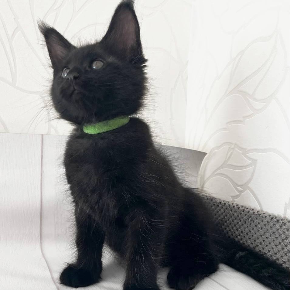 Jazz Maine Coon male, black