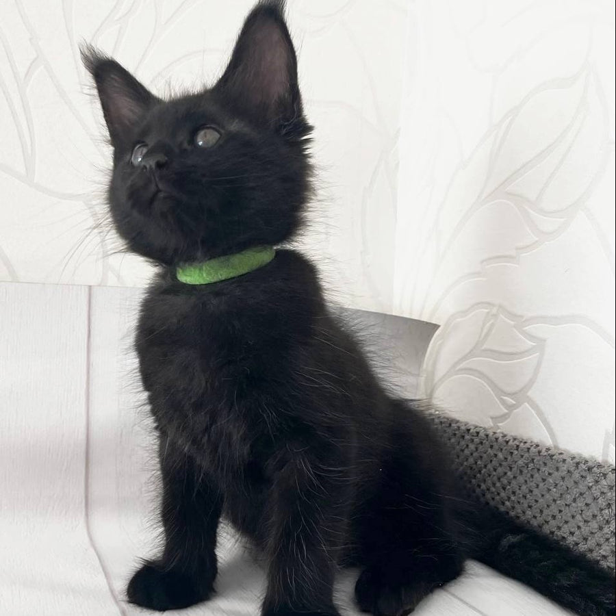 Jazz Maine Coon male, black