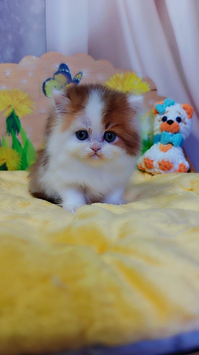 Neo British Longhair male, chocolate golden bicolour