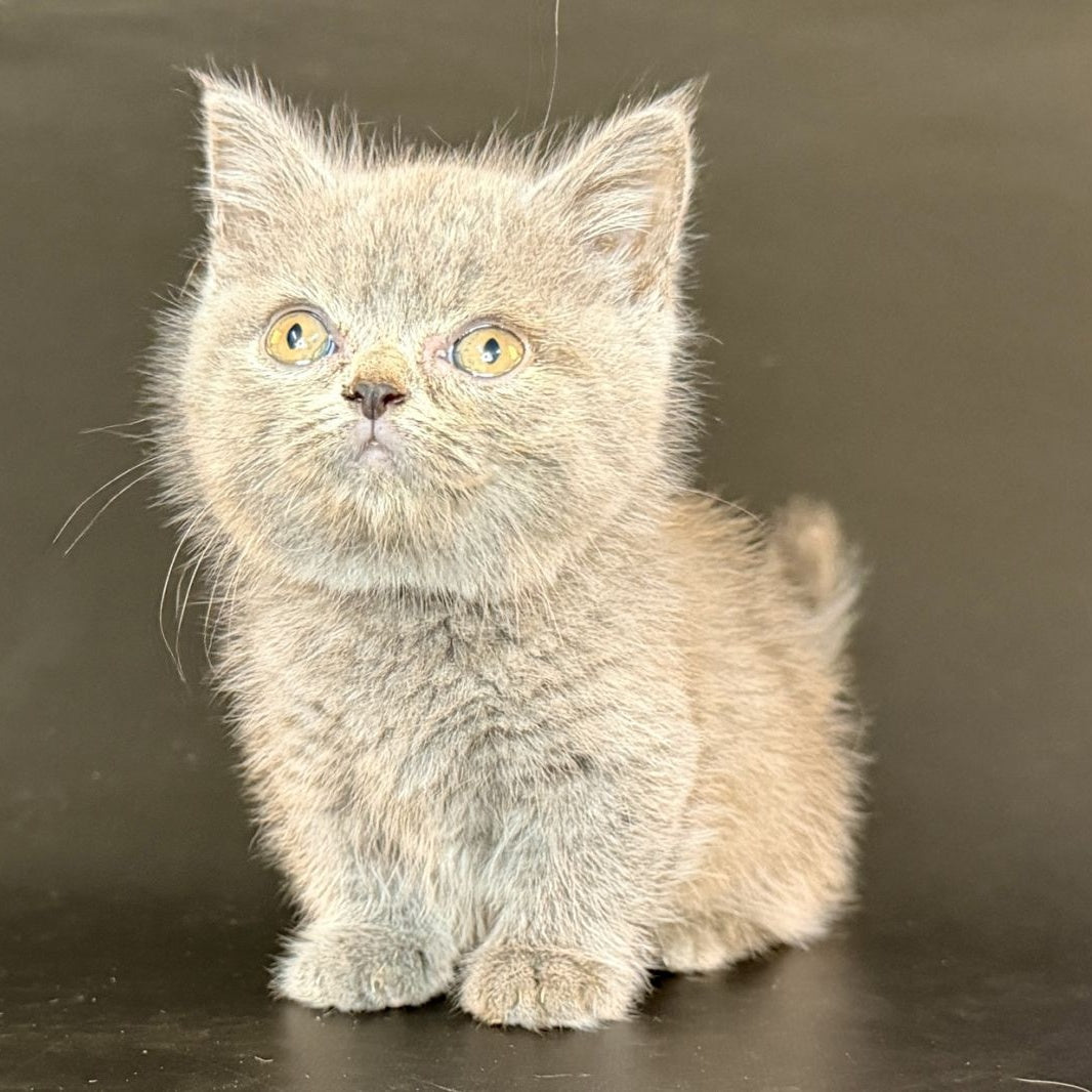Alfie Munchkin male, blue