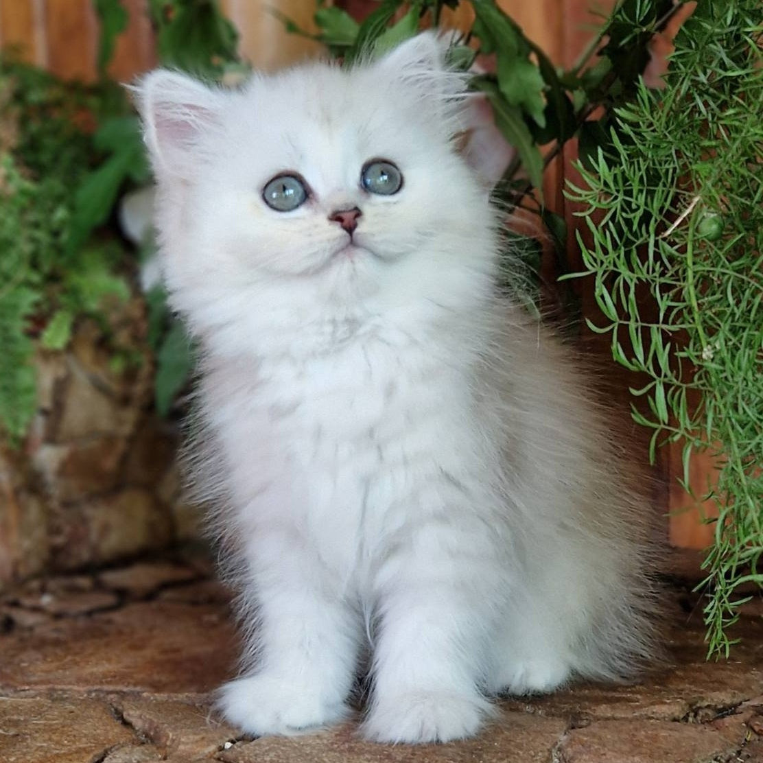 Periel British Longhair female, black silver shaded
