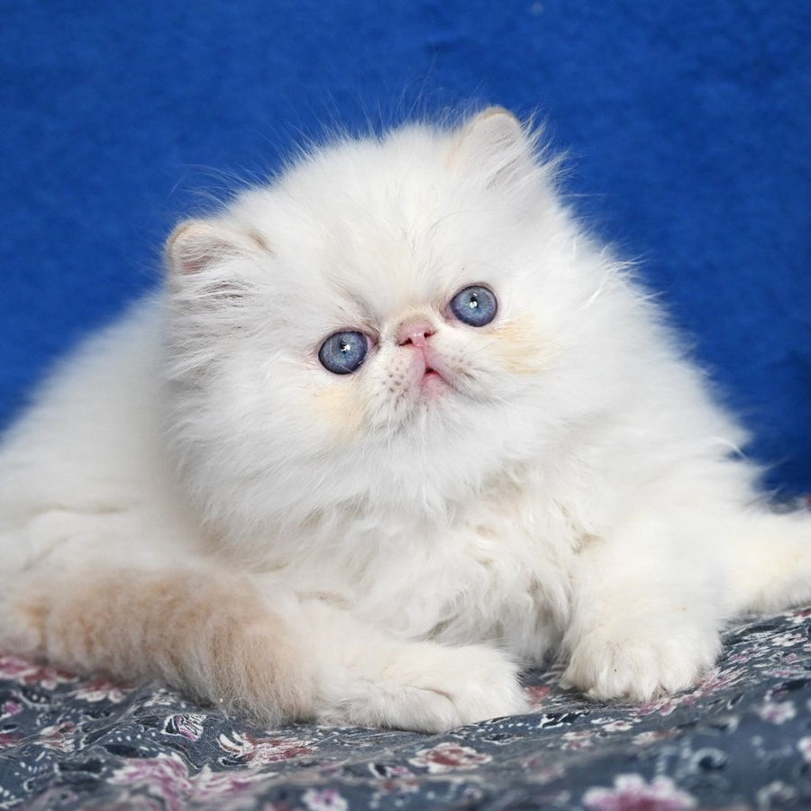 Azur Persian male, cream tabby pointed