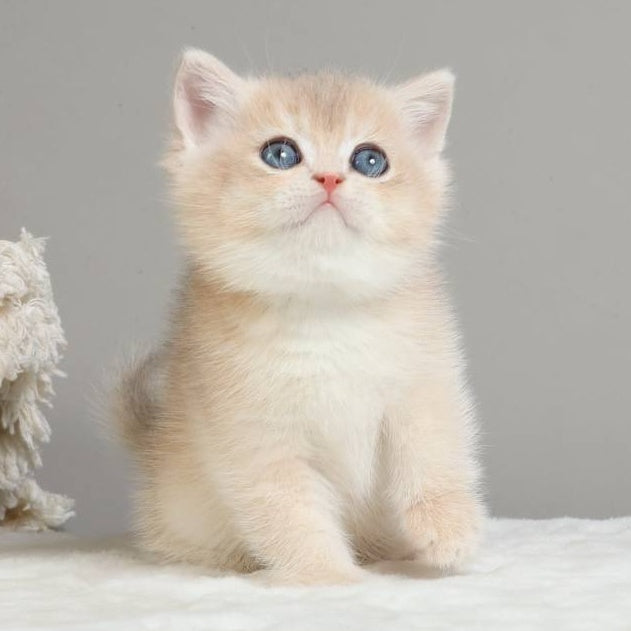 Yasha British Shorthair male, blue golden chinchilla