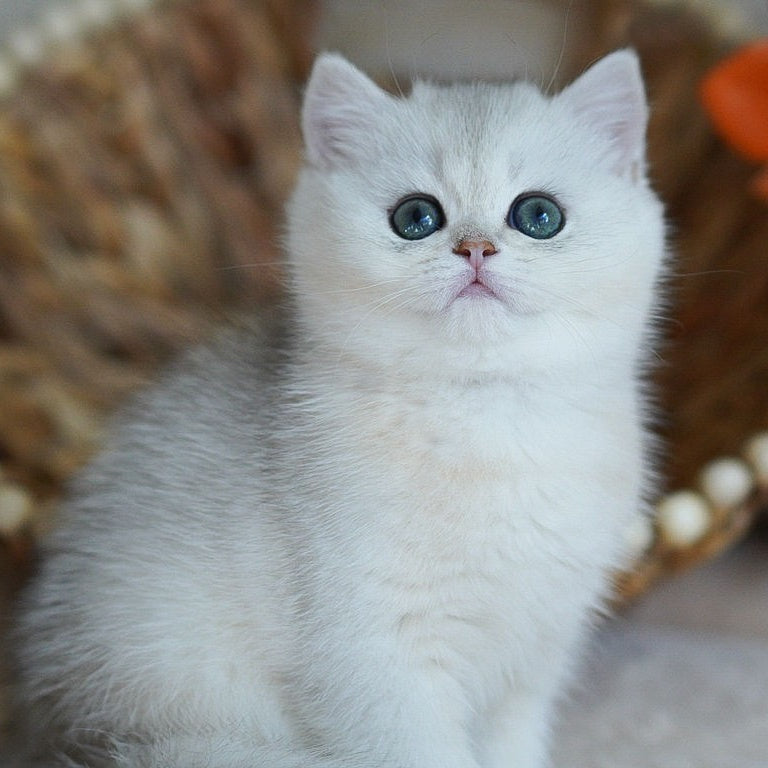 Cindy British Shorthair female, black silver shaded