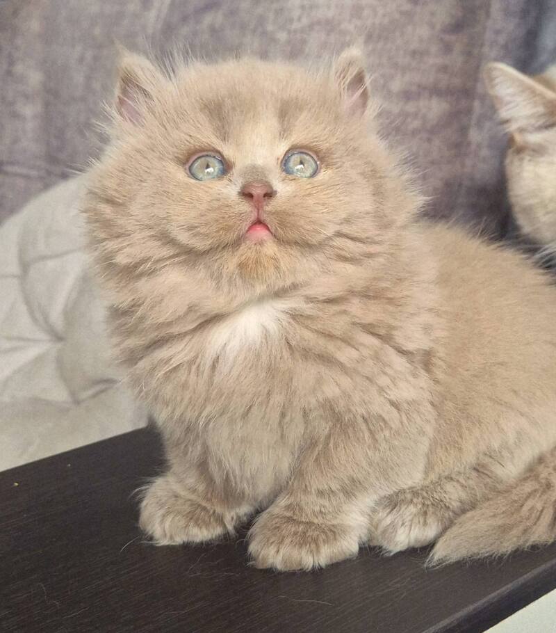 Jina British Longhair male, fawn