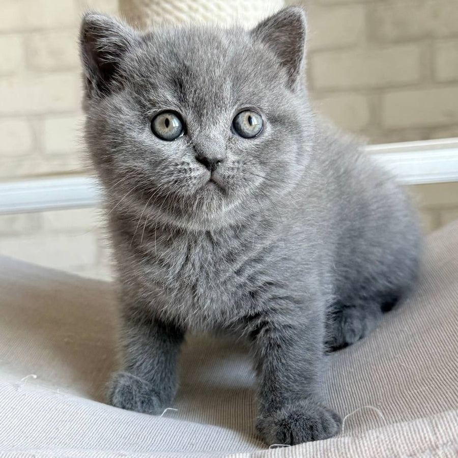 Nolan Scottish Straight male, blue