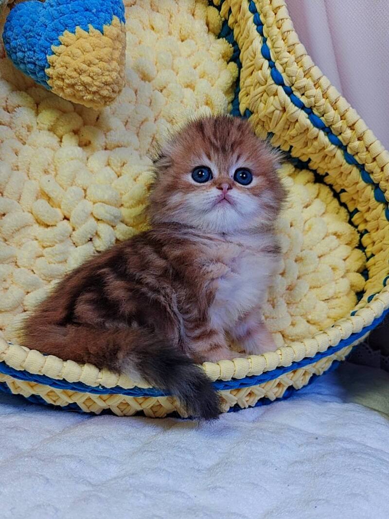 Ivon Scottish Fold male black golden tabby live animals