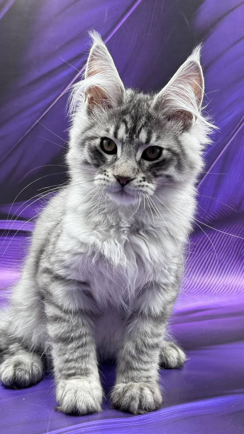 Marcel Maine Coon male, black silver tabby
