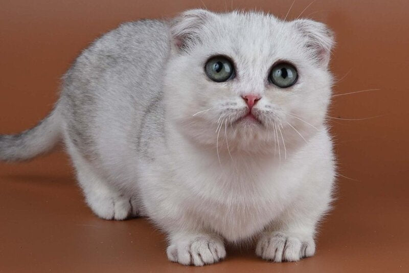 Xanti Munchkin male, black silver shaded