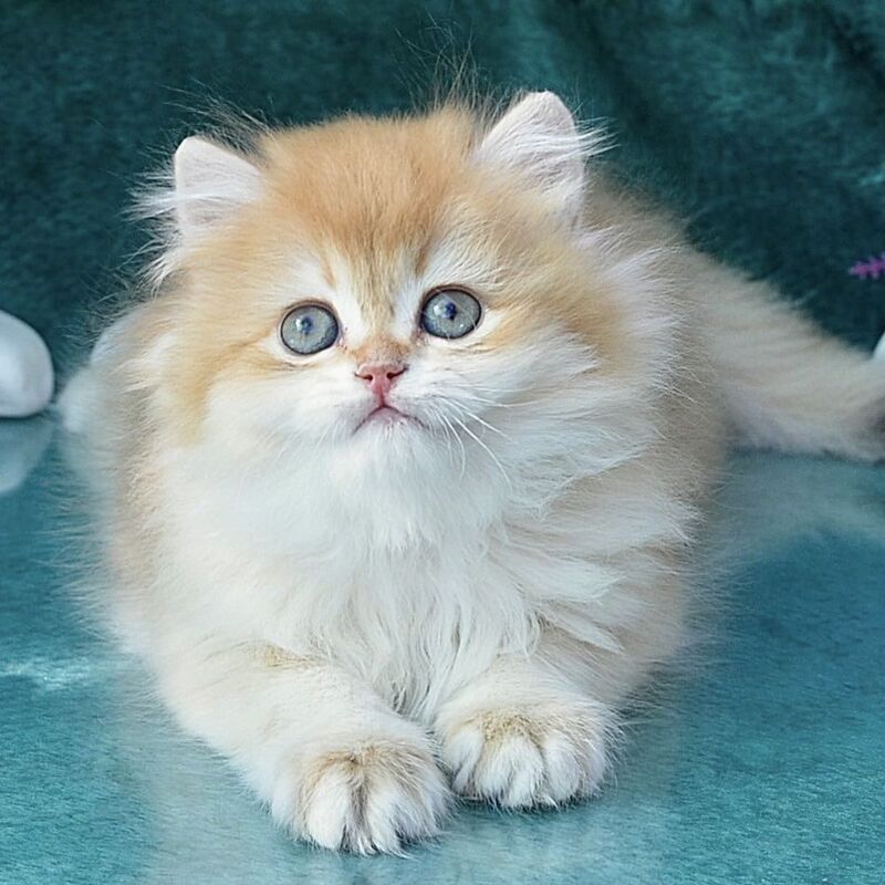 Timur British Longhair male, chocolate golden chinchilla