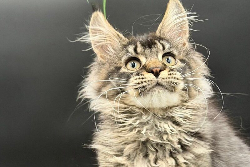 Wella Maine Coon female, black ticked tabby