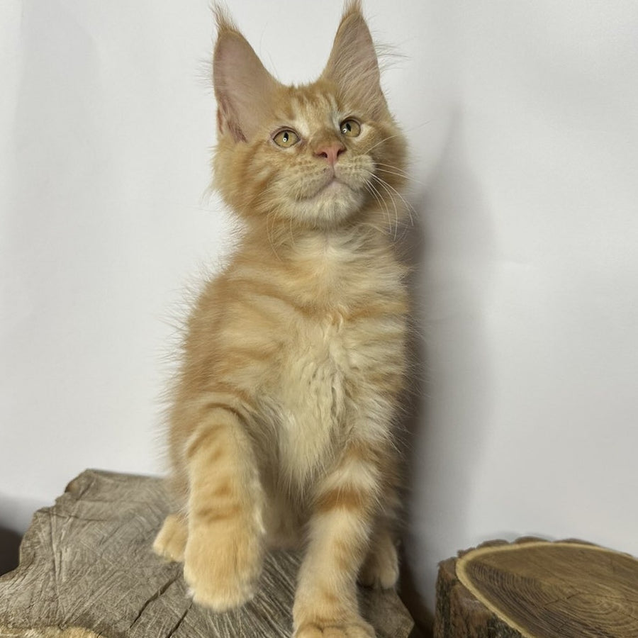 Kunzhut Maine Coon male, red tabby