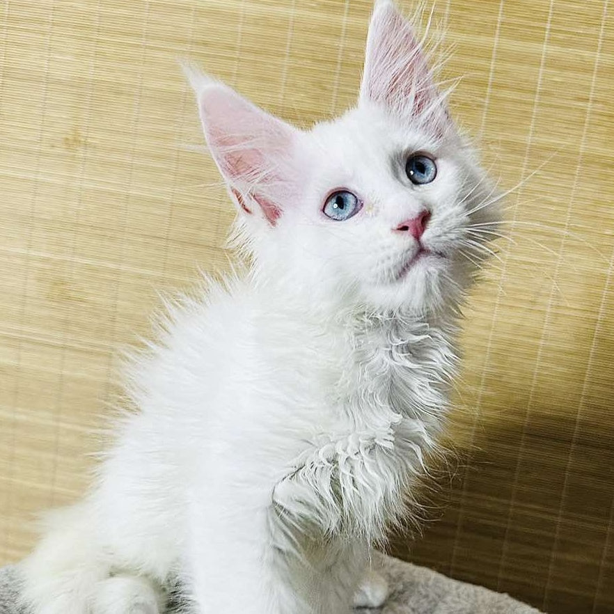 Melissa Maine Coon female, white