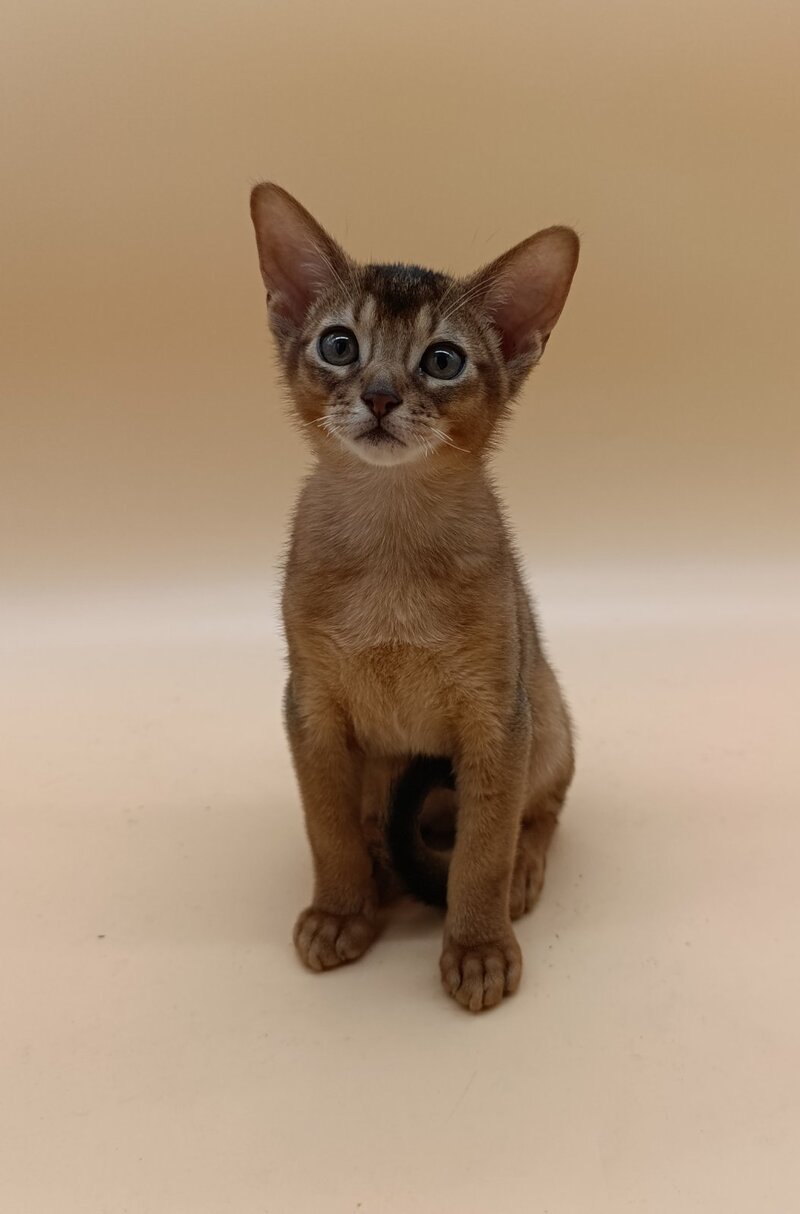 Lucky Abyssinian male ruddy - live animals
