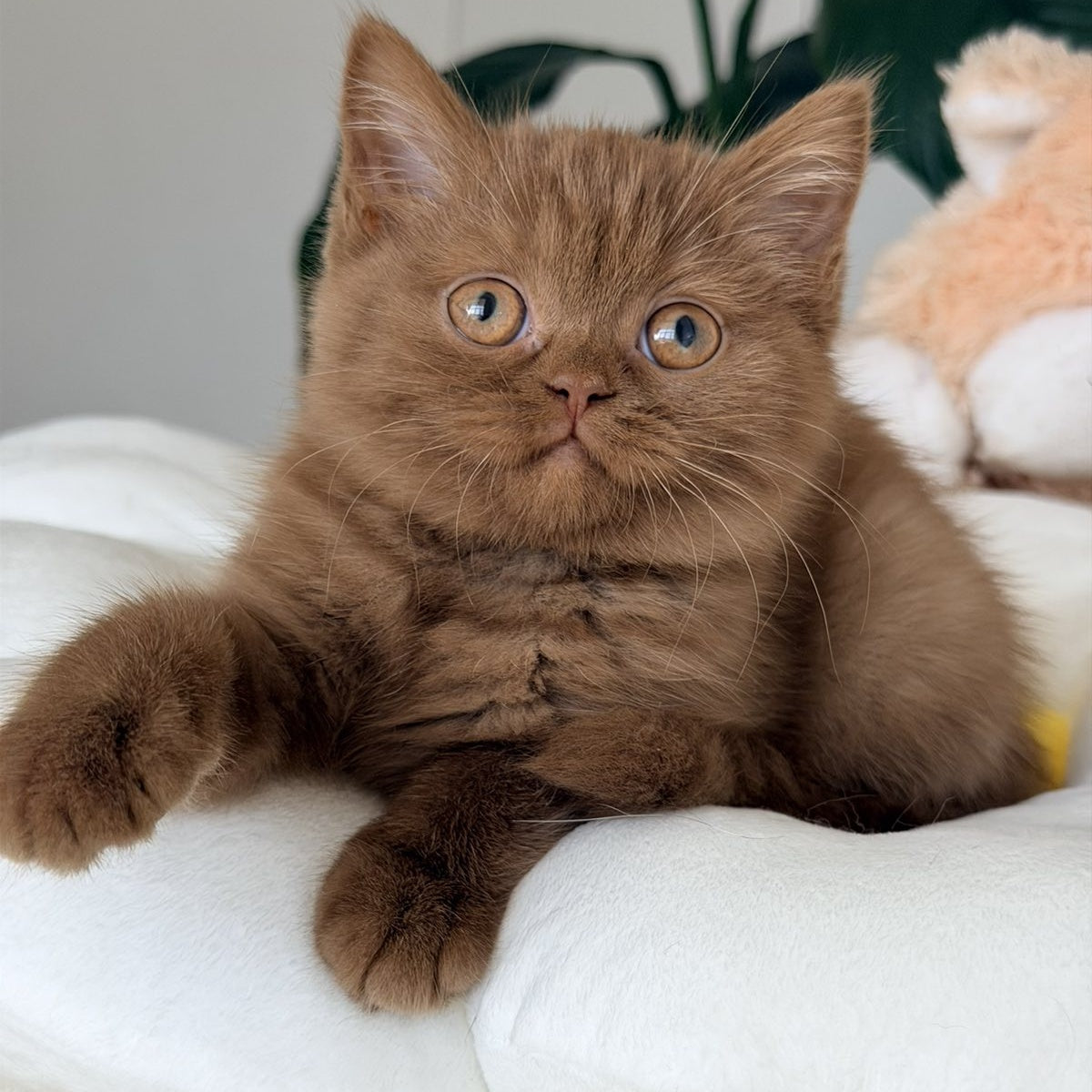 Shelbi British Shorthair female, cinnamon