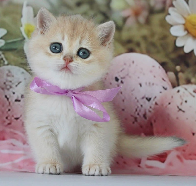Fifa British Shorthair female blue golden chinchilla live animals