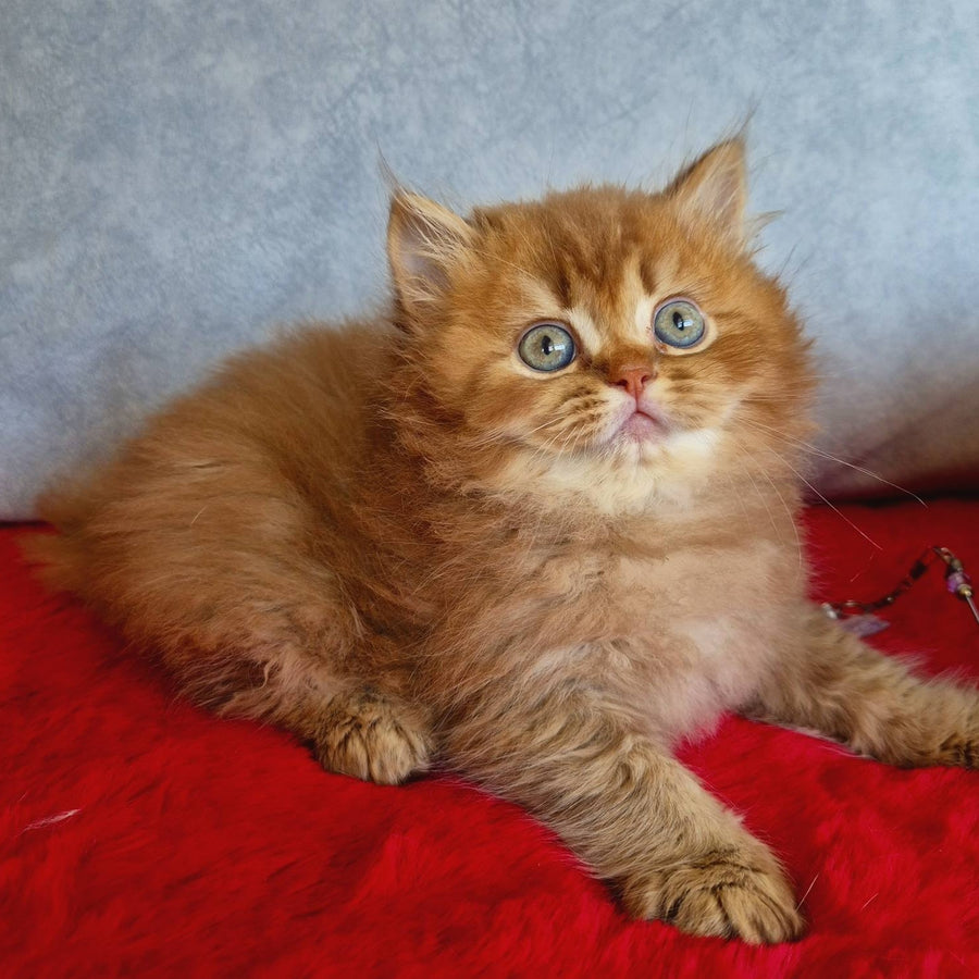 Dustin British Longhair male, chocolate golden ticked tabby