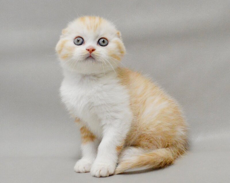 Vincent Scottish Fold male red silver spotted tabby bicolour - live animals