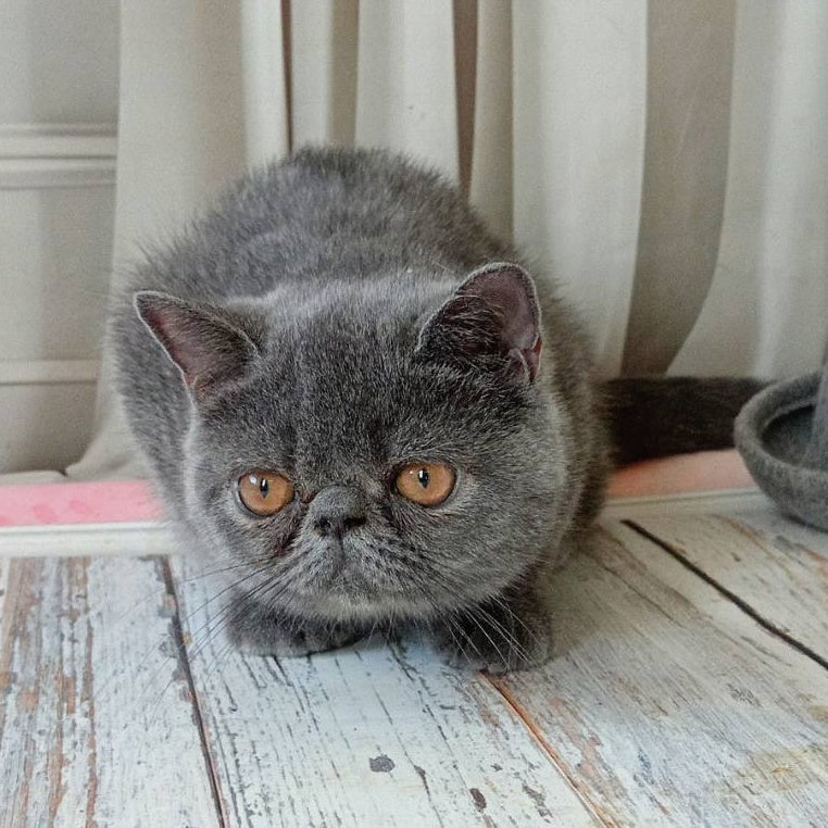 Nazar Exotic male, blue