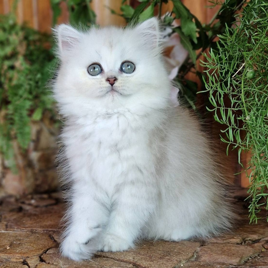 Periel British Longhair female, black silver shaded