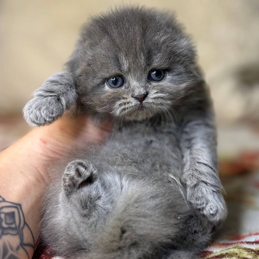 Bobby Scottish Fold female, black silver shaded