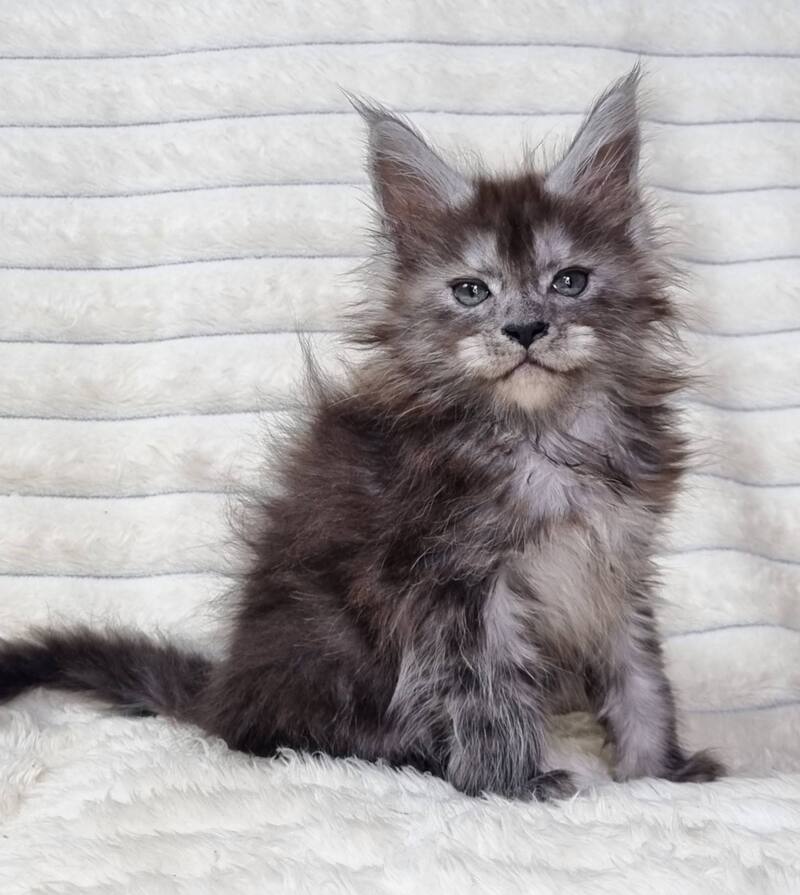 Raven Maine Coon male black silver live animals