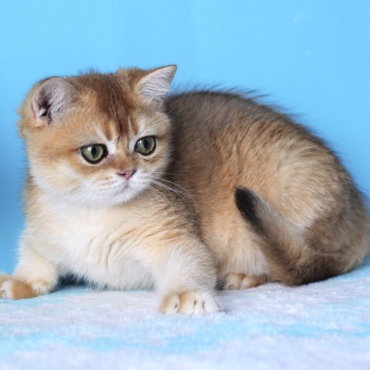 Rio British Shorthair male, black golden shaded