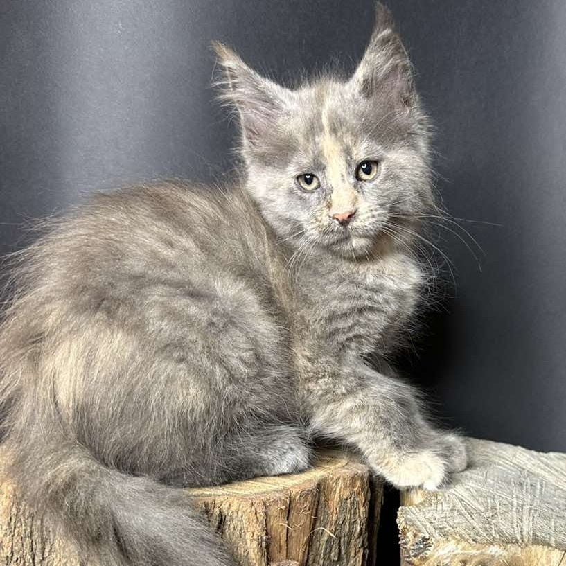 Petunia Maine Coon female, blue tortie with white