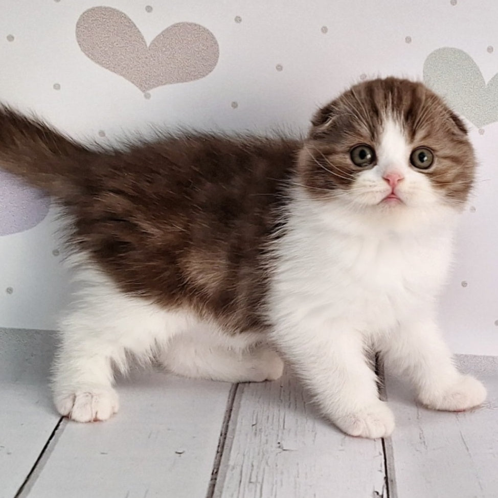 Baileys Scottish Fold male, chocolate silver bicolour