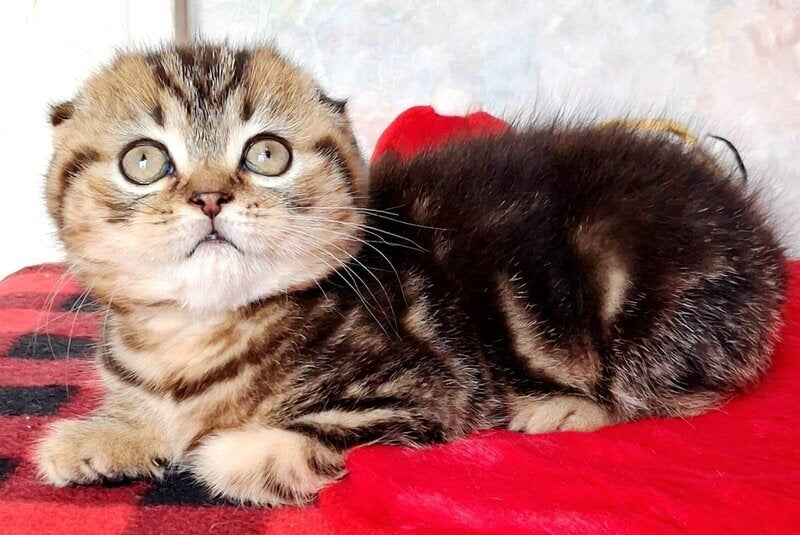 Shakira Scottish Fold female, black tabby