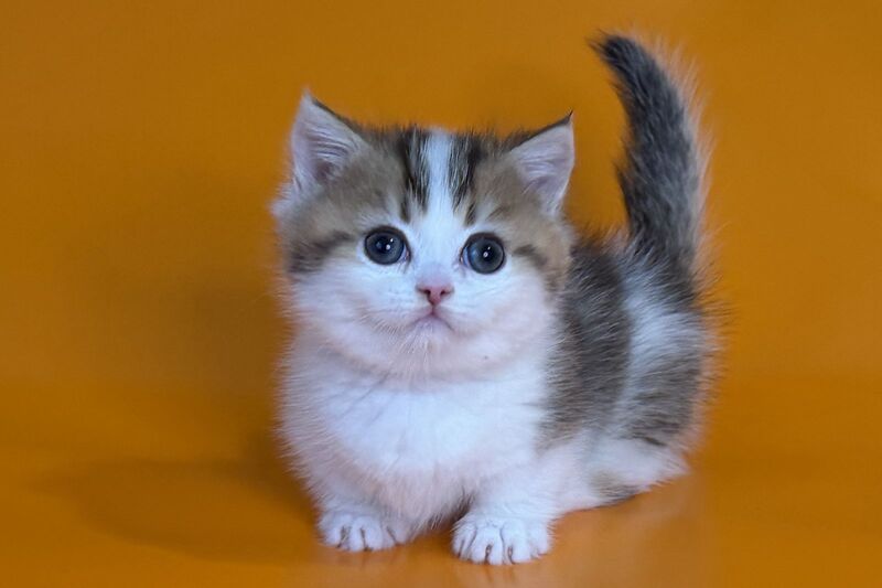 Yavik Munchkin male black golden ticked tabby - live animals