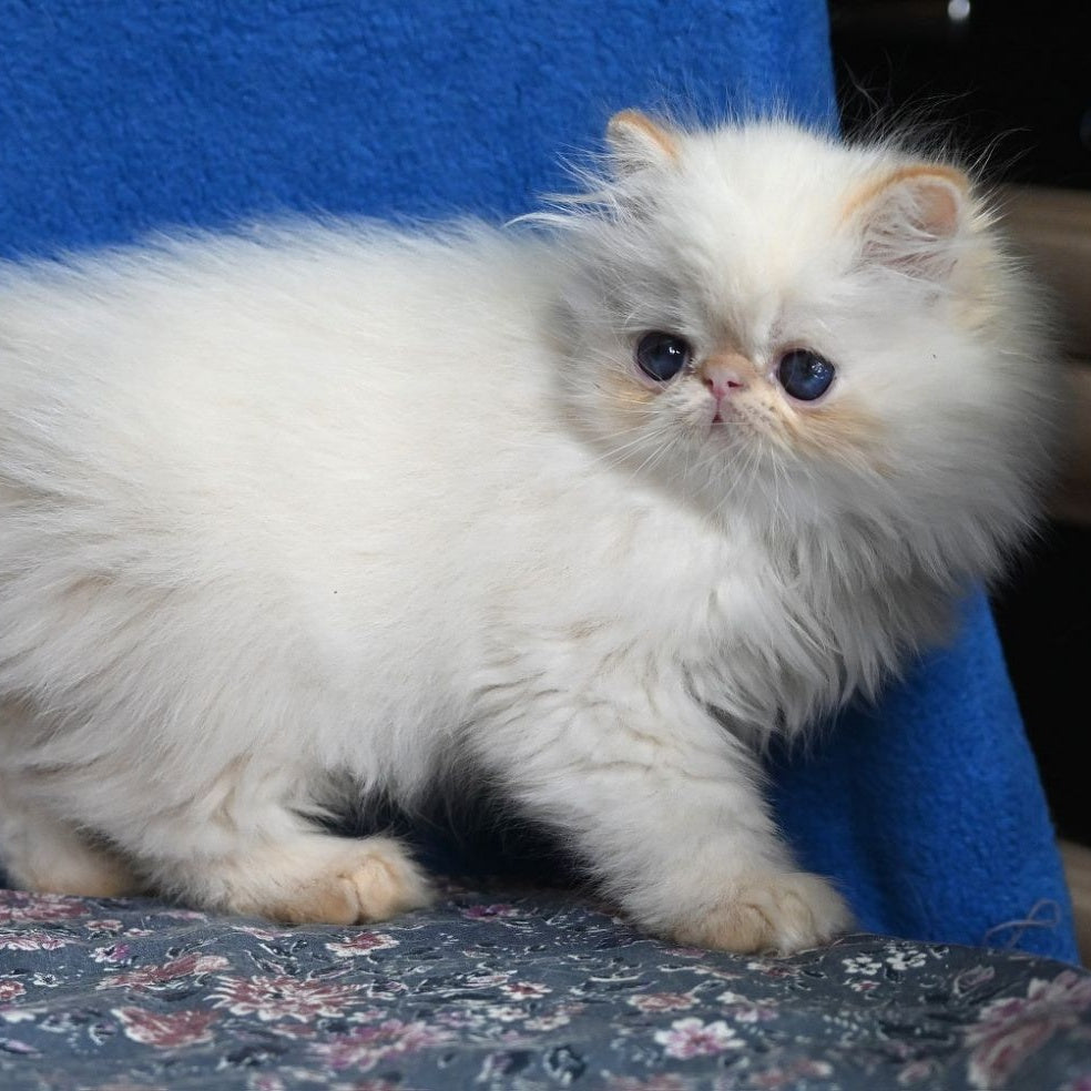 Arash Persian male, red tabby pointed