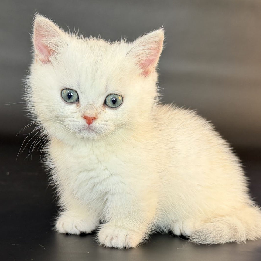 Riley Munchkin male, black silver shaded