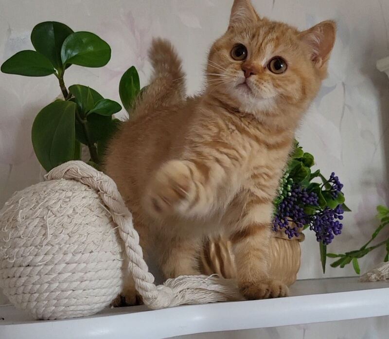 Alina British Shorthair female cinnamon - live animals