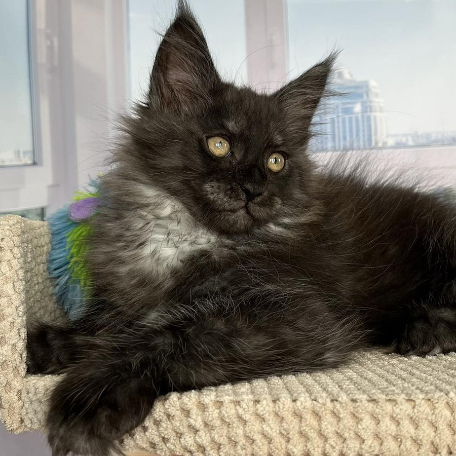 Ronald Maine Coon male, black silver