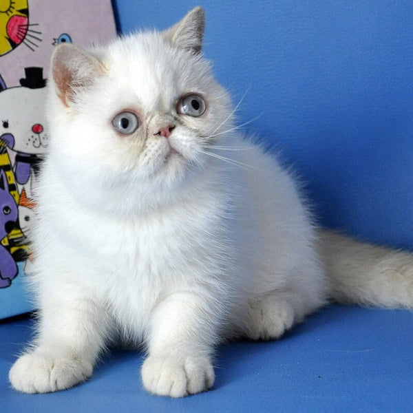 Jemma Exotic female, cream pointed