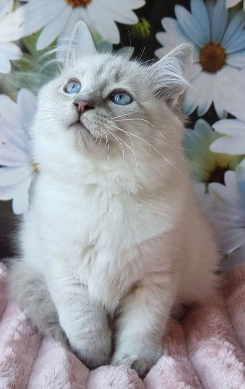 Rainy Siberian female, blue tabby pointed with white