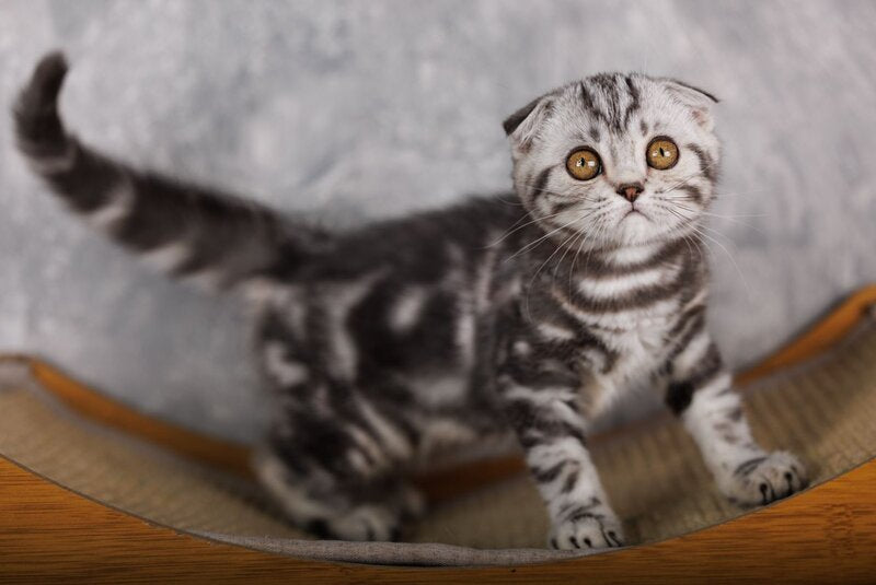 Poema Scottish Fold female, black silver tabby