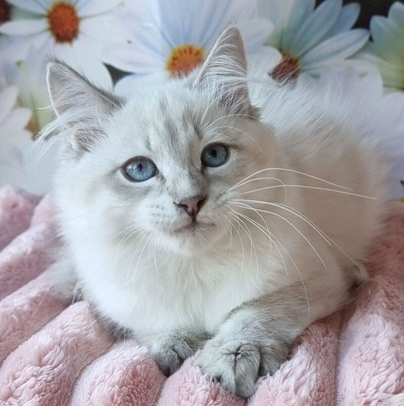 Rainy Siberian female, blue tabby pointed with white