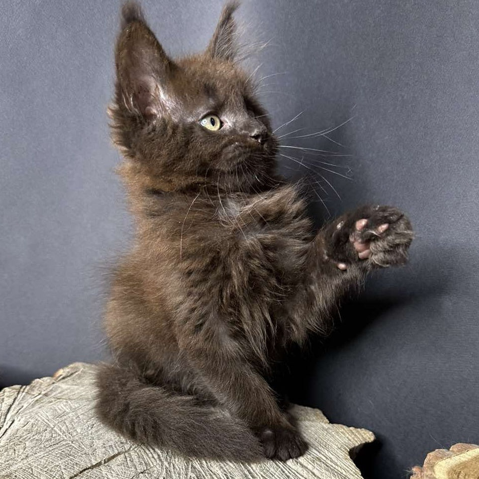 Patron Maine Coon male, black