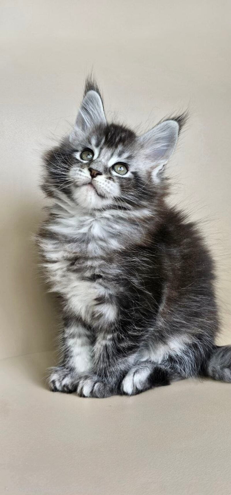 Edward Maine Coon male, black silver ticked tabby