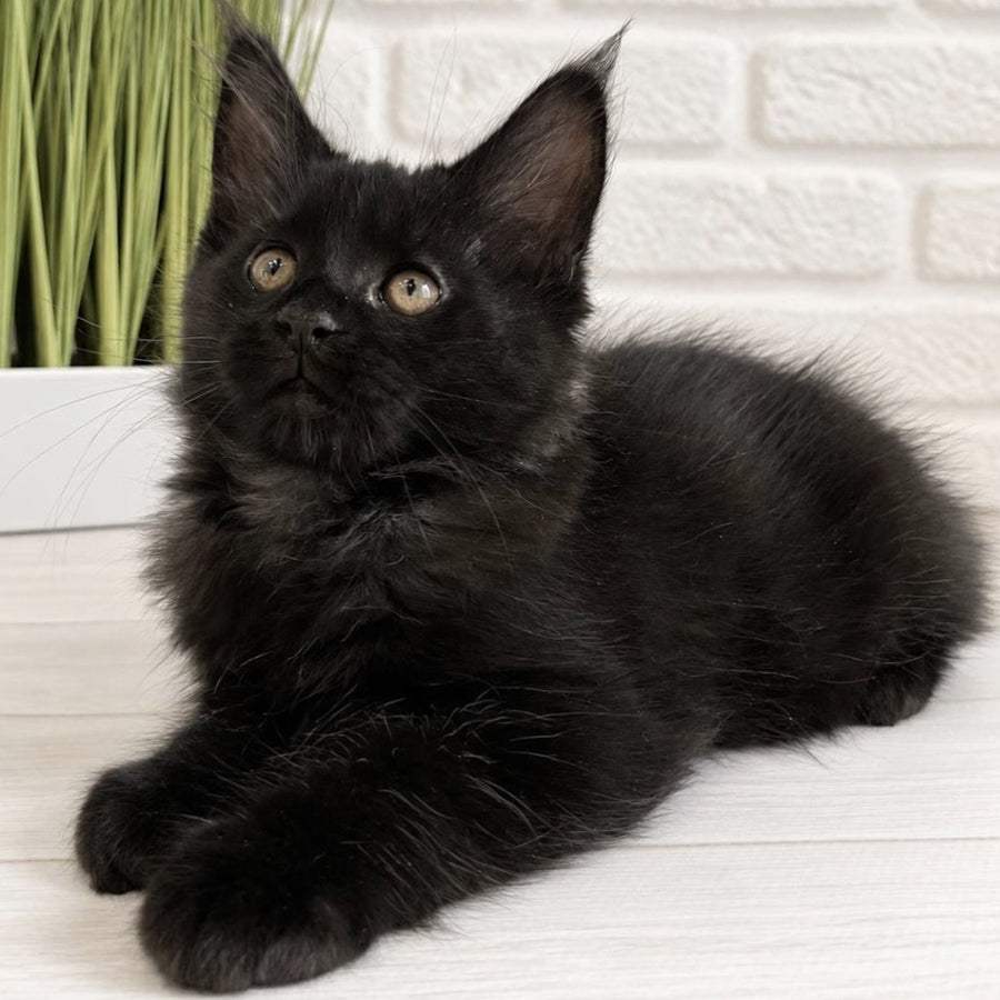 Jack Maine Coon male, black