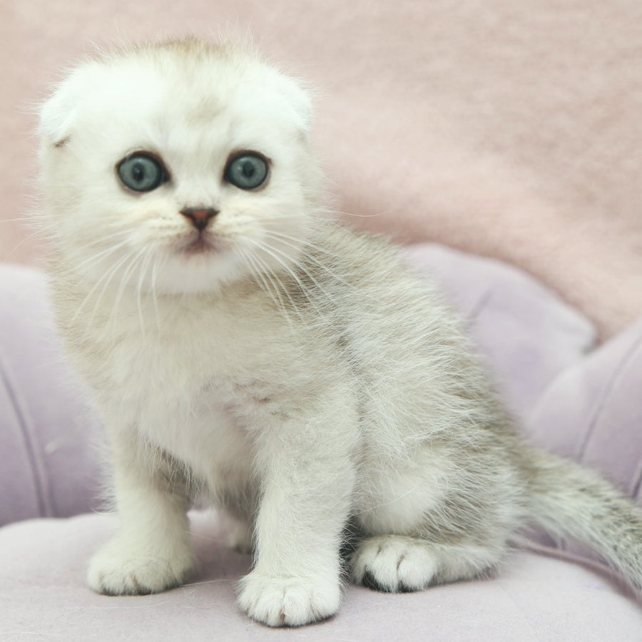 Jeet Scottish Fold male, black silver shaded