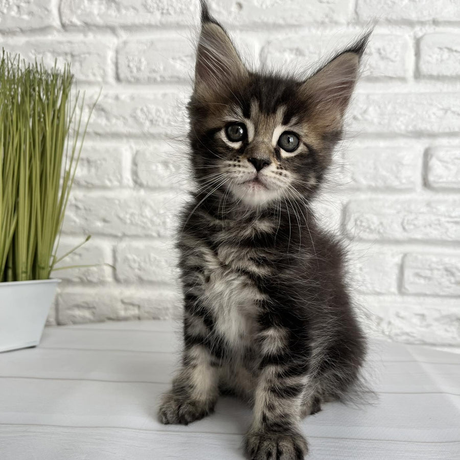 Janny Maine Coon female, black tabby