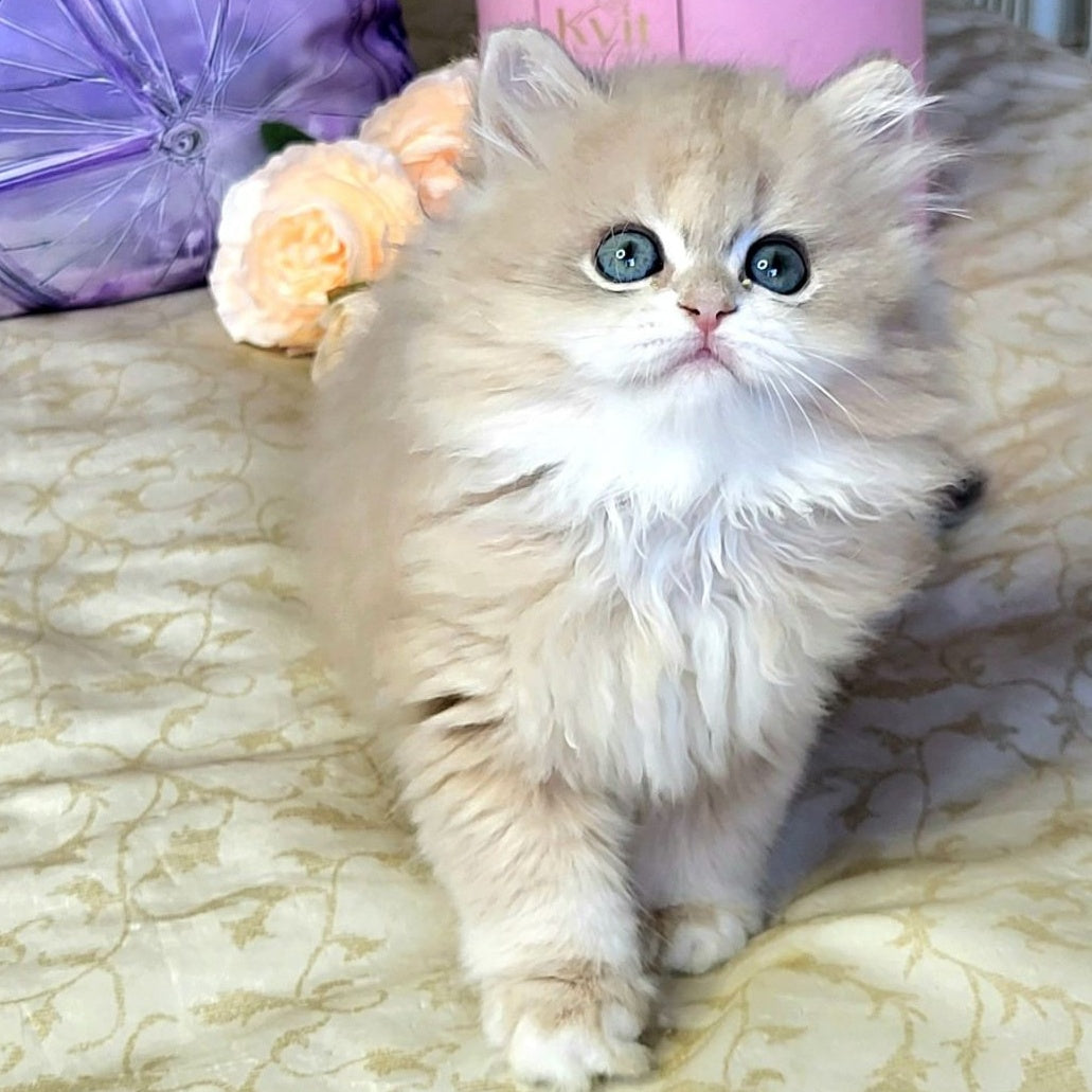 Zephyr British Longhair male, blue golden chinchilla