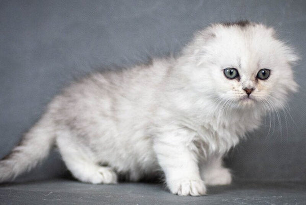Catrina Scottish Fold female black silver shaded - live animals