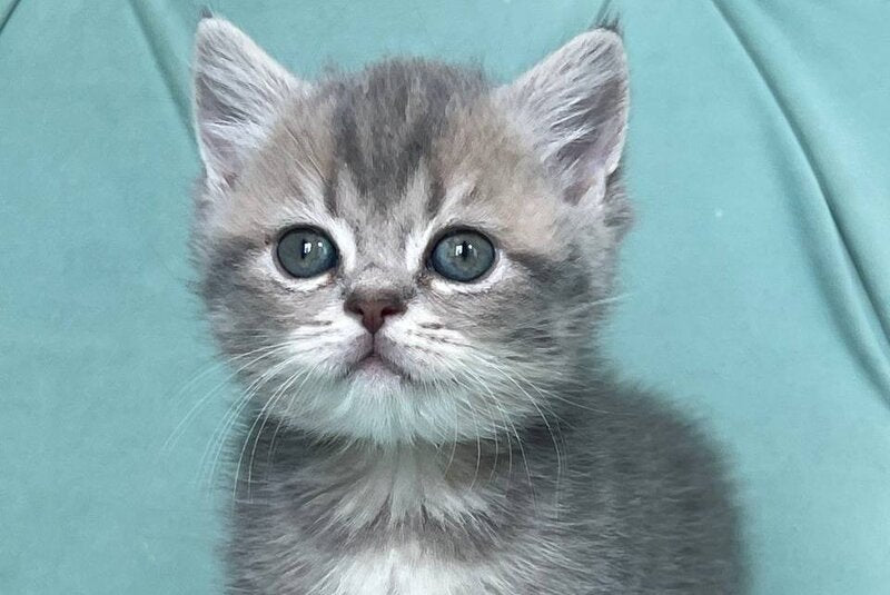Deizi Scottish Straight female, blue ticked tabby