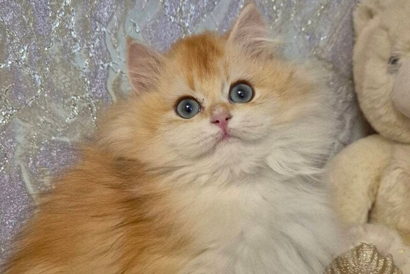 Mikki British Longhair female, black golden chinchilla