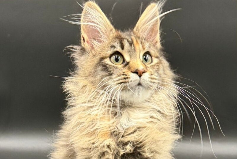 Werra Maine Coon female, black tortie spotted tabby