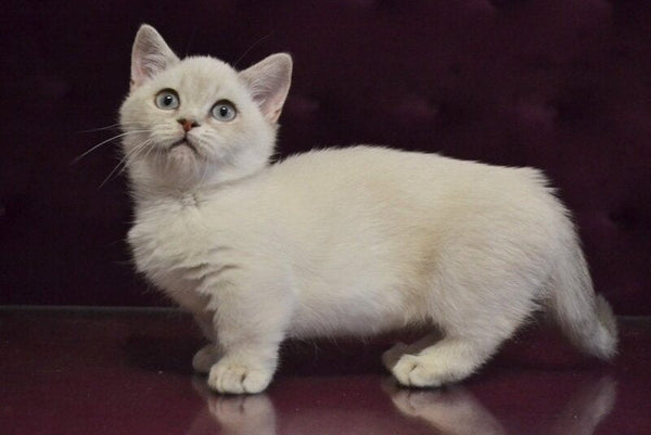 Rafaela Munchkin female blue ticked tabby pointed - live animals